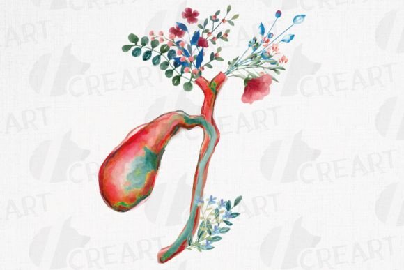 Anatomical Gallbladder Cholecyst Design